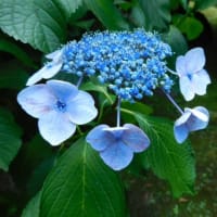 6月21日　今日の写真　百合　アジサイも　終りですが・・