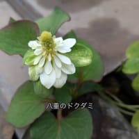 ドクダミ談義