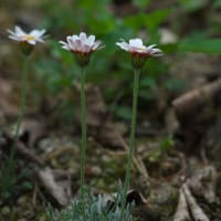 植栽の花　サンダーソニア（クレマチス）