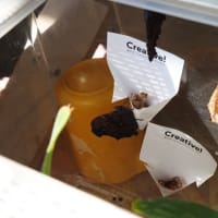ルリタテハ幼虫　続き　