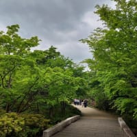 昭和記念公園、新緑散歩、こもれびの丘から日本庭園へ