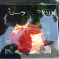 ローラ　〈Laura　バラ〉　