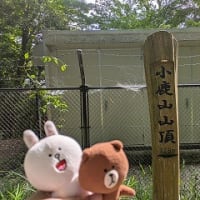 小鹿山から神楽女湖のはなしょうぶへ　子白鳥。小鹿にも出会う。