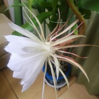 月下美人　4回目の　開花