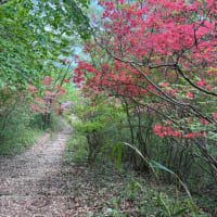 2025年4月26日の徒然・・・古賀志山トレーニング