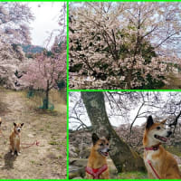 桜咲く♪犬とお花見、何処へ行く？！