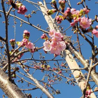 ジンダイ アケボノ ザクラ（神代曙桜）が咲き始めました