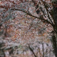 屏風岩公苑の山桜　１　（Nikon Z９）