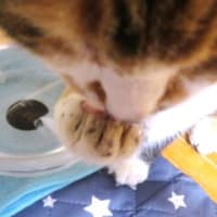 「猫と人の暑さ対策」