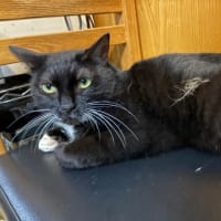 看板猫のいるお店で猫飲み 予告編? (2507-4)