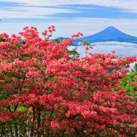雲海とレンゲツツジと富士山