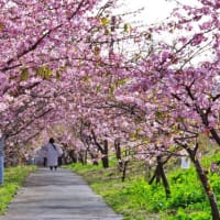 遊水桜の開花状況（2024/2/16）