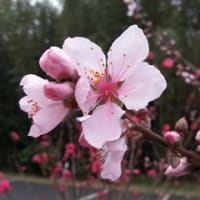 手賀沼の春
