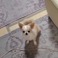 デザート・ブーケのケーキ