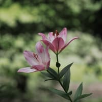 梅雨の中休みの日に万博記念公園へ（PartⅠ）