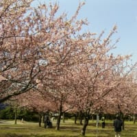 河津桜満開