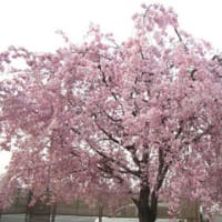 今年の桜　2種