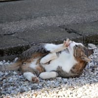 散歩道のニャン