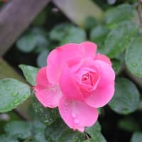 篠窪（しのくぼ）の隣町　秦野市運動公園のバラが綺麗