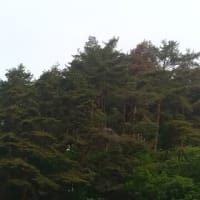120年周期の開花