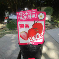高野山の杉