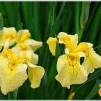 菖蒲園「久米南町」