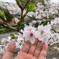 お花(桜)の咲き始めと散り始めの違いは真ん中の色 クビアカツヤカミキリの脅威 2024年04月07日