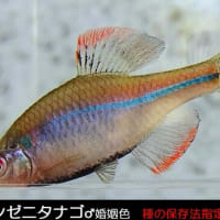 トラフシジミ春型 Rapala arata：広島県希少生物保護シンポに添えて