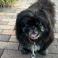 くぅーちゃん、今朝旅立っていきました・・・・。