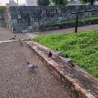 サウナ状態の早朝散歩