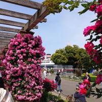 #149 -’25.　港の見える丘公園で薔薇を鑑賞しランチを頂いて（その二）