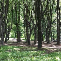 都立野川公園の新緑