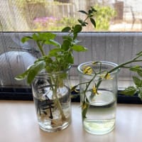 今年の紫陽花は終わりに