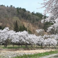 みちのくの桜2024ー５；小野川温泉ほたるの里