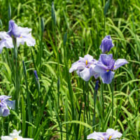 水無月の小満　上尾・丸山公園の紫陽花