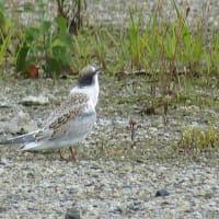 コアジサシの幼鳥