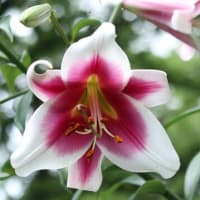 少し百合が咲き始めました