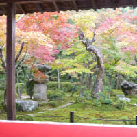 2013年京都紅葉情報　圓光寺