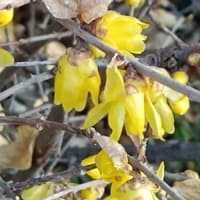 春の花・華コレクション2025 毎年古い葉が残ってる蝋梅の話