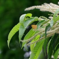 6月最初の教室　栗の花咲く☆
