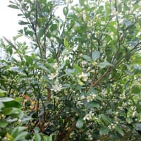 3月に咲いていた花たち
