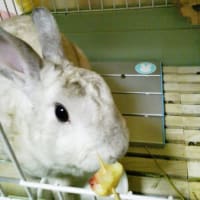 秋のモフモフ