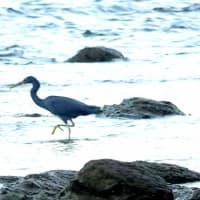 08/01探鳥記録写真：狩尾岬の鳥たち（クロサギの採餌模様、岸壁上のミサゴ、）