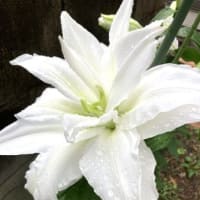 咲いた咲いた！