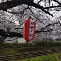 08-Apr-24　桜を見る名目で