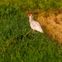 佐渡へ、トキ狙い