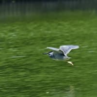 飛び出したよ、ササゴイの親鳥。