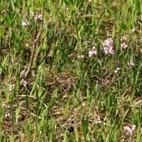 ２０２５年６月９日　北八甲田山麓　田代平湿原のようす