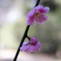 2025年の春は遅いもよう。。。
