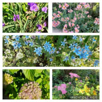 庭の花